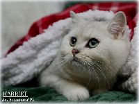 /harriet