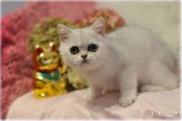 /sybilla