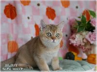 /teddy