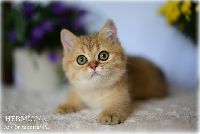/hermiona