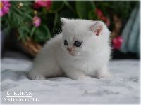 /klemens