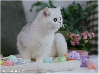 /gigi