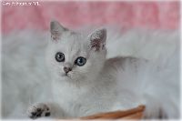 /ivory