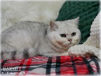 /harriet
