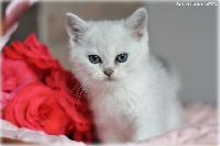 /griffin