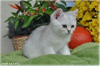 /ofelia