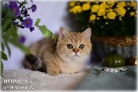 /hermiona