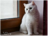 /albus