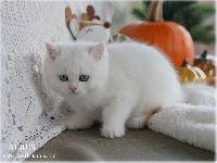 /albus