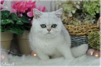 /sybilla