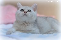 /gigi