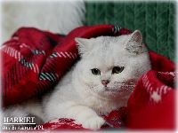 /harriet