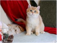 /baltazar