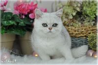 /sybilla