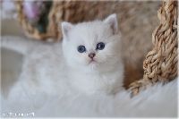 /oliwka