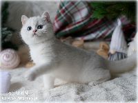 /aladin