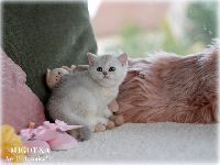 /migotka