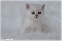 /ivory