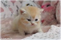 /toffie