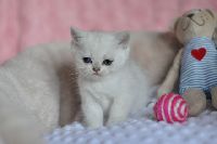 /sybilla