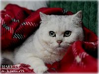 /harriet