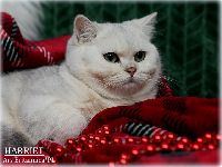 /harriet
