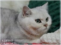 /harriet