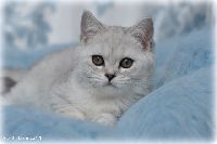 /otello