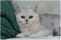 /harriet