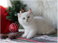 /albus