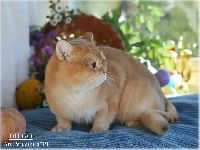 /diego