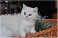 /ivory