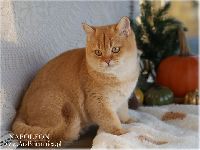 /napoleon