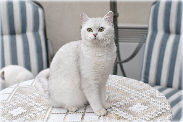 IC Ellada Anirette*EE