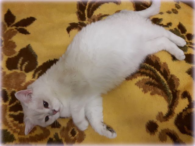 Esme Ars Britannica*PL