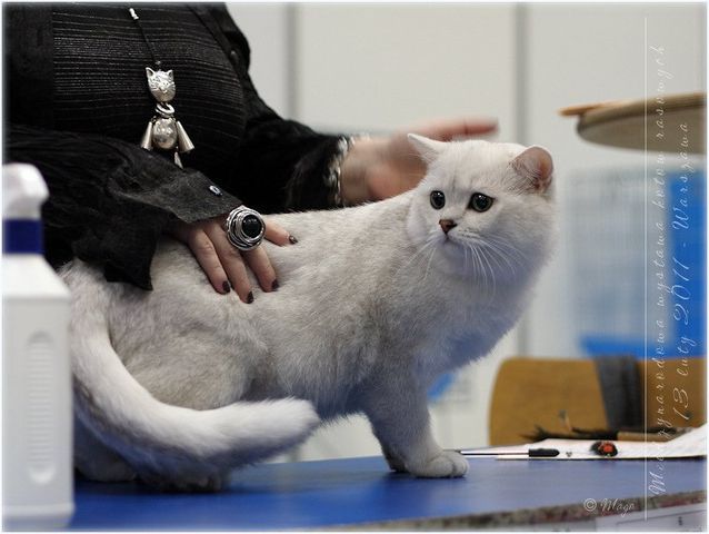 GIC I Love You Viva Vogue*RU