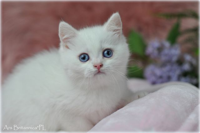 CARAMEL Ars Britannica*PL