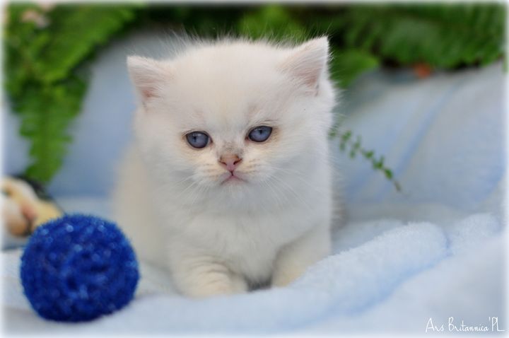 CZARODZIEJ Ars Britannica*PL