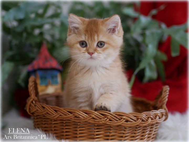 Elena Ars Britannica*PL