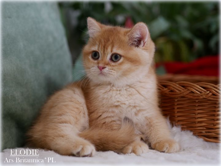 Elodie Ars Britannica*PL 