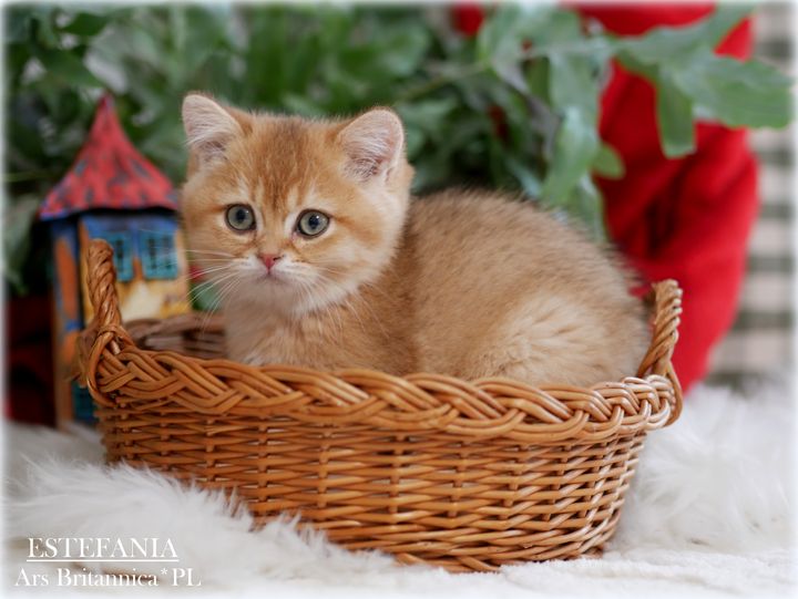 ESTEPHANIA Ars Britannica*PL