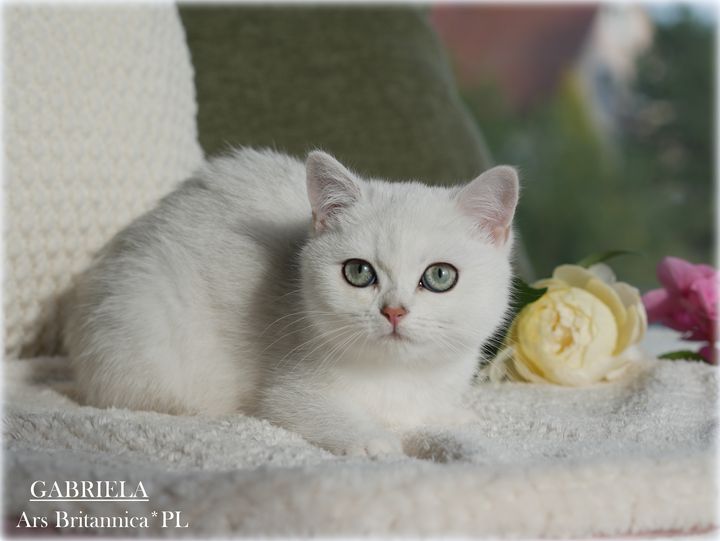 Gabriela Ars Britannica*PL