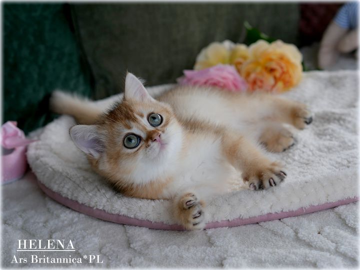 HELENA Ars Britannica*PL