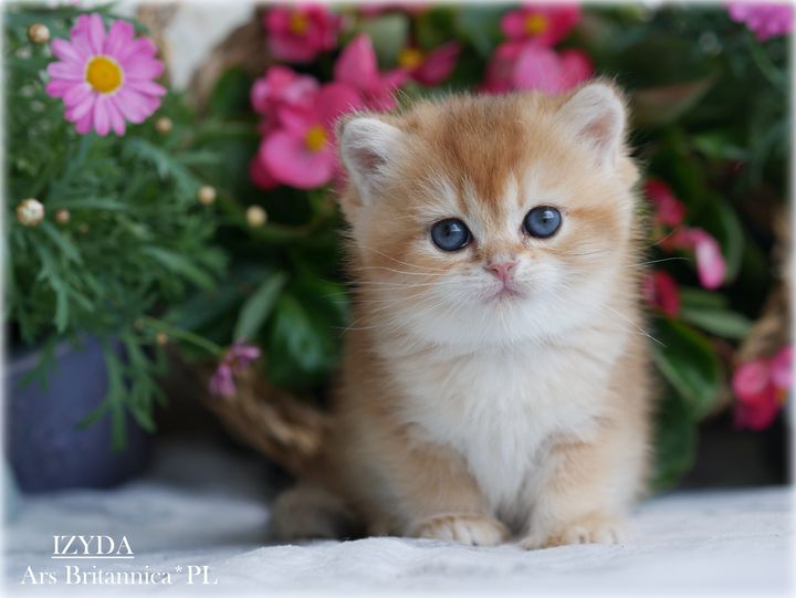 Izyda Ars Britannica*PL