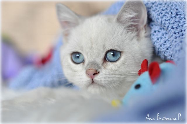 Marvin Ars Britannica*PL