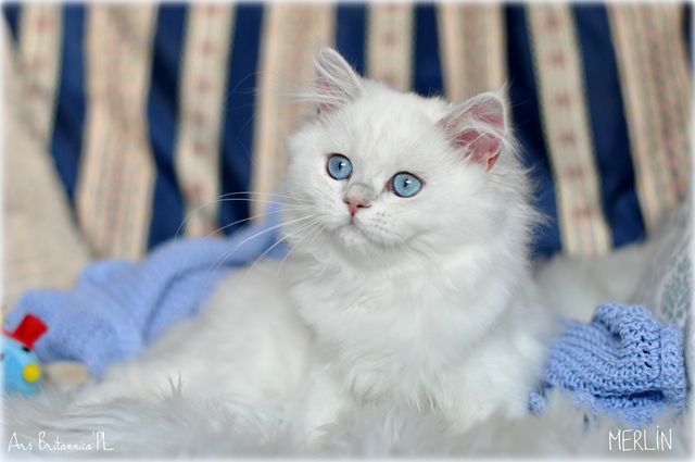 Merlin Ars Britannica*PL