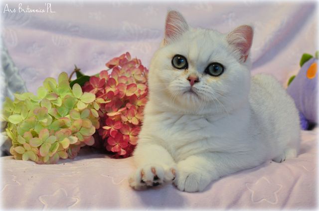 Nanashi Ars Britannica*PL