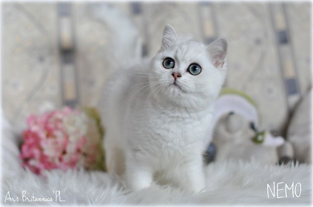 Nemo Ars Britannica*PL