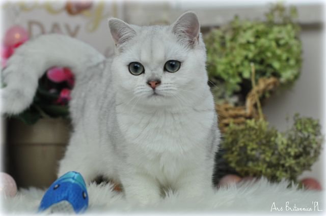 Nigiri Ars Britannica*PL