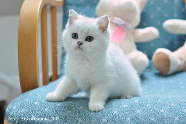 Percy Ars Britannica*PL